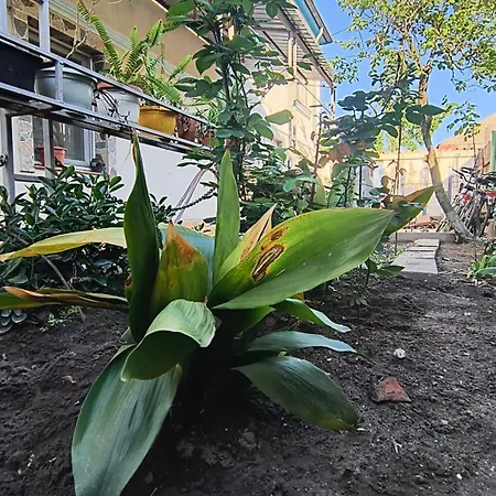 Stuffstock Gazde/Camere de închiriat Sulina